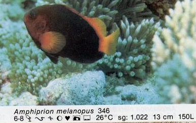 Amphiprion melanopus